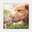 Buscar polluelo imanes Animales