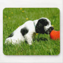 Buscar cocker spaniel alfombrillas de raton Perrito