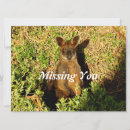 Buscar wallaby tarjetas Animal