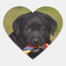 Buscar labrador pegatinas Retriever