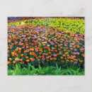 Buscar florece postales Tulipán