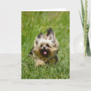 Buscar yorkshire terrier tarjetas Cachorro