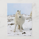 Buscar potro postales Nieve