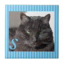 Buscar gatos lindos azulejos Gato negro