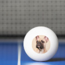 Buscar perros pelotas de ping pong Crea tu propia foto