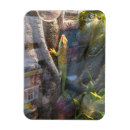 Buscar geckos imanes Lagarto