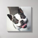 Buscar bulldog lienzos Divertido