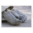 Buscar sulcata Tortugas