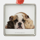 Buscar bulldog adornos Perros