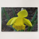 Buscar jonquil Amarillo