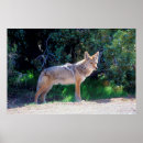 Buscar carnívoros posters Coyote