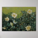 Buscar rosas salvajes posters Flores