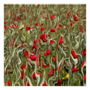 Buscar amapolas abstractas posters Flores de amapola