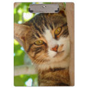 Buscar gato de ojos verdes libretas Gatos