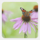 Buscar néctar pegatinas Naturaleza