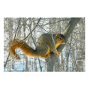 Buscar ardilla posters General y unisex