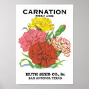 Buscar claveles posters Jardinería