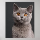 Buscar veterinaria posters Gatos