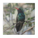 Buscar colibrí azulejos Animal