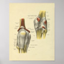 Buscar ligamento posters Anatomía