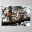 Buscar pájaro rapaz posters Pájaros