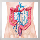 Buscar intestino posters Intestinos humanos