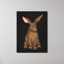Buscar conejos salvajes lienzos Conejito
