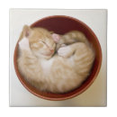 Buscar gatito azulejos Un animal