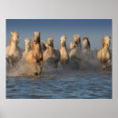 Buscar caballos en la playa posters Océano