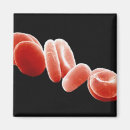 Buscar biología imanes Efecto