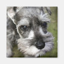 Buscar schnauzer imanes Refrigerador