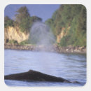 Buscar ballenas de observación postales Costa