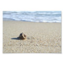 Buscar seashell fotografía Playa