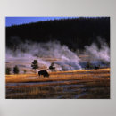 Buscar greg posters Animal