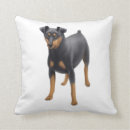 Buscar pinscher miniatura cojines Para todos