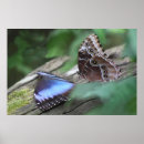 Buscar mariposas tropicales posters Morfo