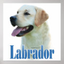 Buscar laboratorios posters Recuperador