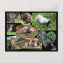 Buscar la vida es corta postales Para niños