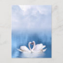 Buscar cisne blanco postales General y unisex