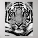 Buscar tigre blanco y negro posters Vida salvaje