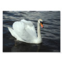Buscar cisne blanco posters Animal