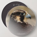 Buscar halcón chapas Raptor