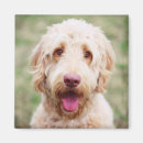 Buscar goldendoodle imanes Lindo