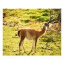 Buscar guanaco Animal