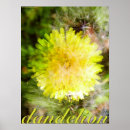 Buscar natur posters Dandelion