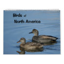 Buscar patos fotografía Aves acuáticas