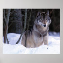 Buscar lobo en nieve posters Naturaleza