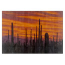 Buscar saguaro tablas cortar Paisaje