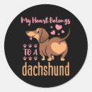 Buscar dach Adorable