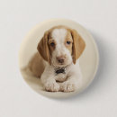 Buscar beagle chapas Perrito